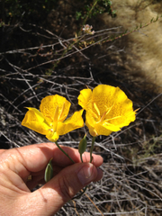 Calochortus weedii weedii