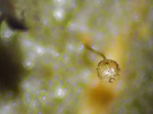 Representative image of Cribraria oregana