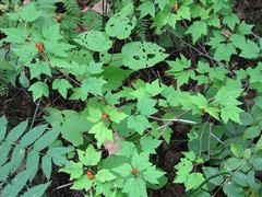 Ribes maximoviczianum