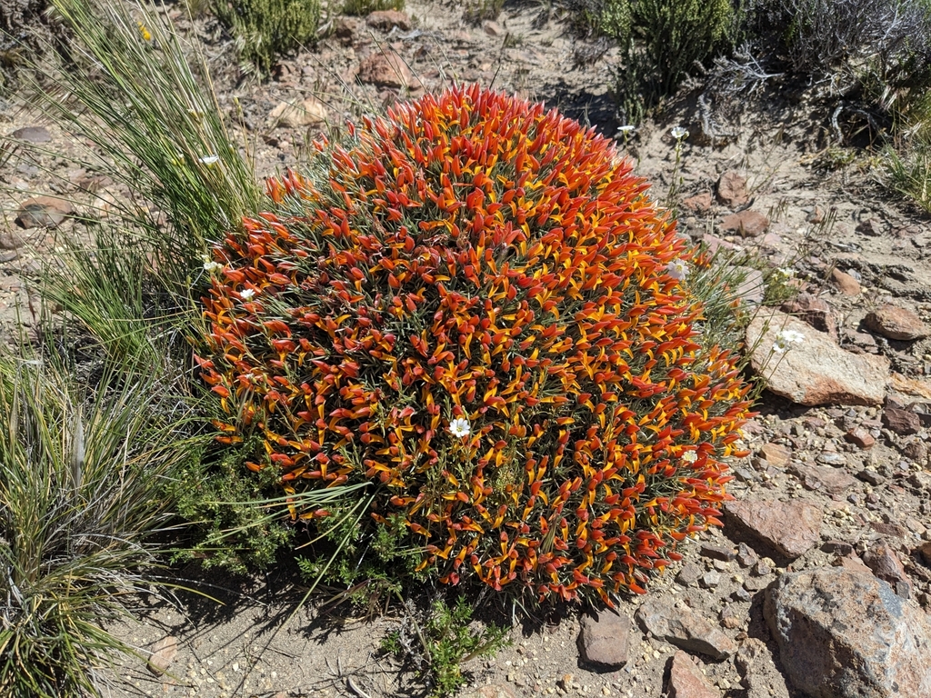 Anarthrophyllum strigulipetalum