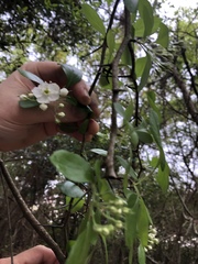 Crataegus berberifolia