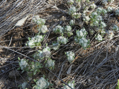 Diaperia verna verna
