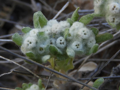 Diaperia verna verna