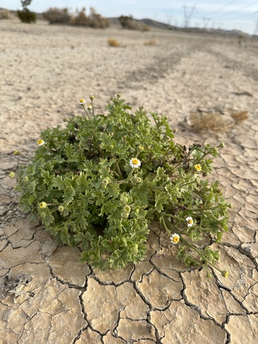 Emory'S Rockdaisy