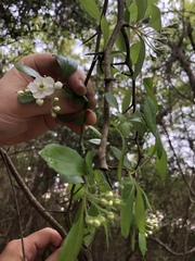Crataegus berberifolia