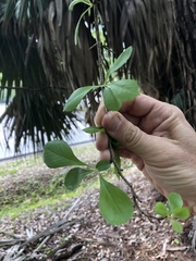 Crataegus berberifolia