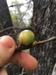 Andricus quercuscalifornicus