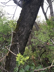 Andricus quercuscalifornicus