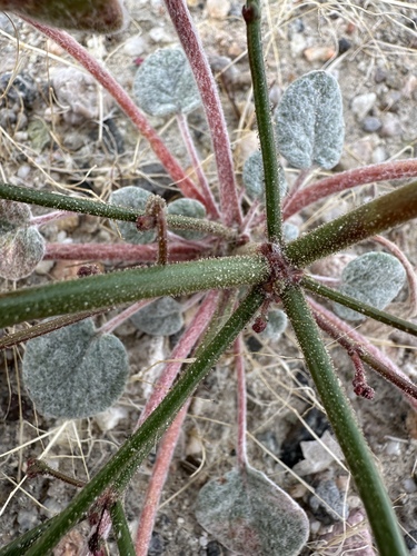 Image of Eriogonum brachypodum by (c) Matt Berger, some rights reserved (CC BY)