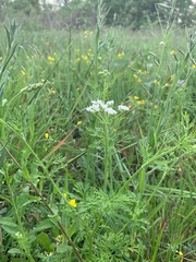 Bifora americana
