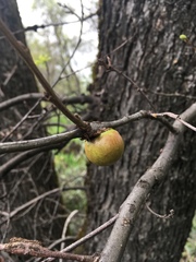 Andricus quercuscalifornicus