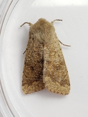 Orthosia pacifica