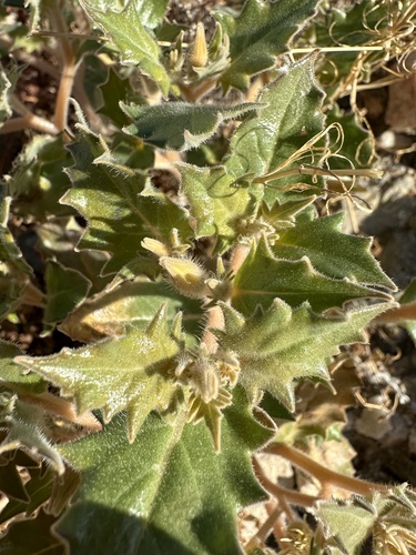 Image of Mentzelia reflexa by (c) Matt Berger, some rights reserved (CC BY)
