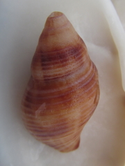 Buccinulum vittatum
