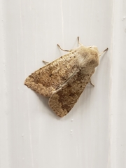 Orthosia pacifica