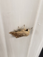 Orthosia pacifica