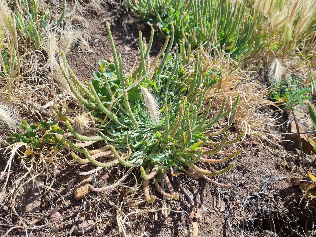 Buck's-horn Plantain