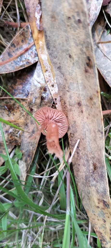 Laccaria laccata · December 2023 · photo: © floroortizcontreras (iNaturalist, cc-by)