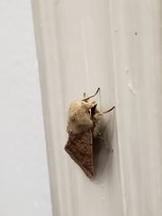 Orthosia pacifica