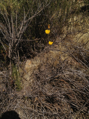 Calochortus weedii weedii