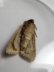 Orthosia pacifica