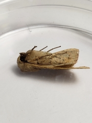 Orthosia pacifica