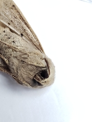 Orthosia pacifica