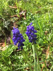 Muscari armeniacum