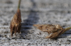 Isolepis reticularis