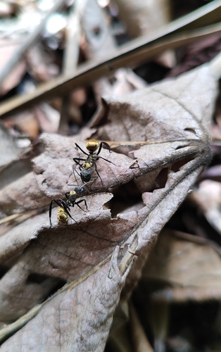 Shimmering Golden Sugar ant