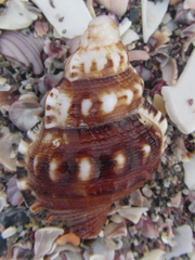 Ranella australasia