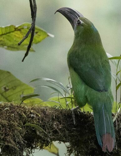 Chestnut-tipped Toucanet (Aulacorhynchus derbianus), photo 7