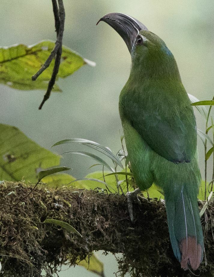 Chestnut-tipped Toucanet (Aulacorhynchus derbianus), photo 7
