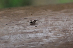 Pseudoxenetus regalis