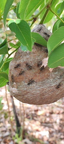 Polybia erythrothorax