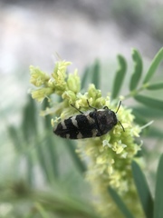 Acmaeodera tuta