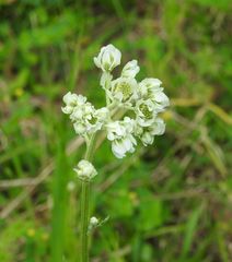 Hymenopappus artemisiifolius