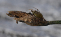 Isolepis reticularis