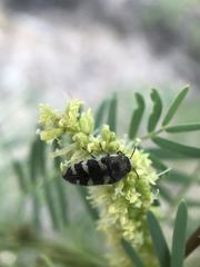 Acmaeodera tuta