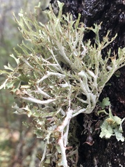 Platismatia stenophylla