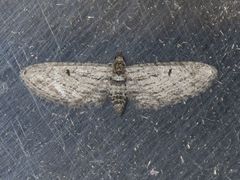 Eupithecia behrensata
