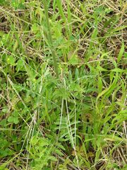 Hymenopappus artemisiifolius