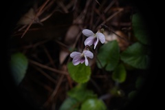 Viola adenothrix