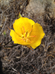 Calochortus weedii weedii