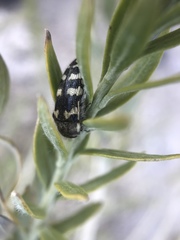 Acmaeodera tuta