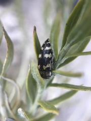 Acmaeodera tuta