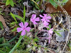 Phlox nivalis