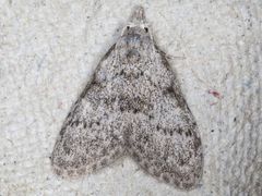 Nola involuta
