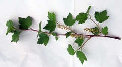 Ribes maximoviczianum