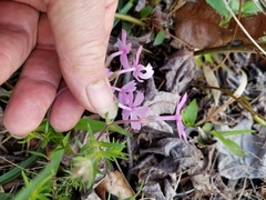 Phlox nivalis